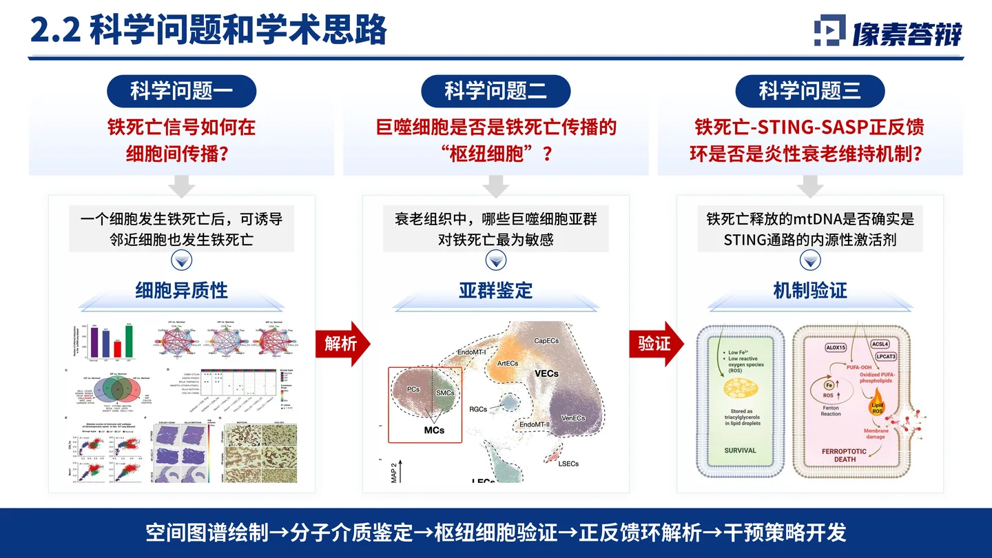 国家杰青(青年科学基金项目A类)答辩PPT模板(铁死亡与衰老炎症)科学问题凝练与学术思路页面参考